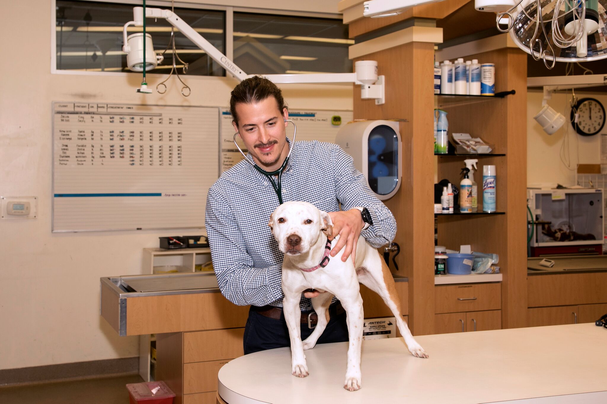 Take your pet to a good veterinary hospital