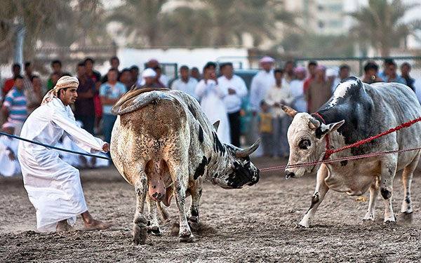 Traditional bullfighting in Fujairah!
